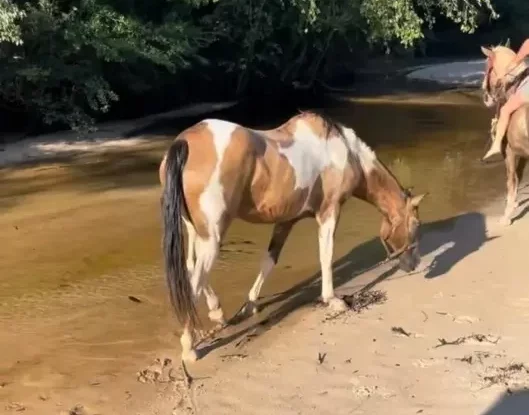 Horseback Riding in Pensacola, FL